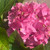 Hydrangea macrophylla Pink Splendor 249781
